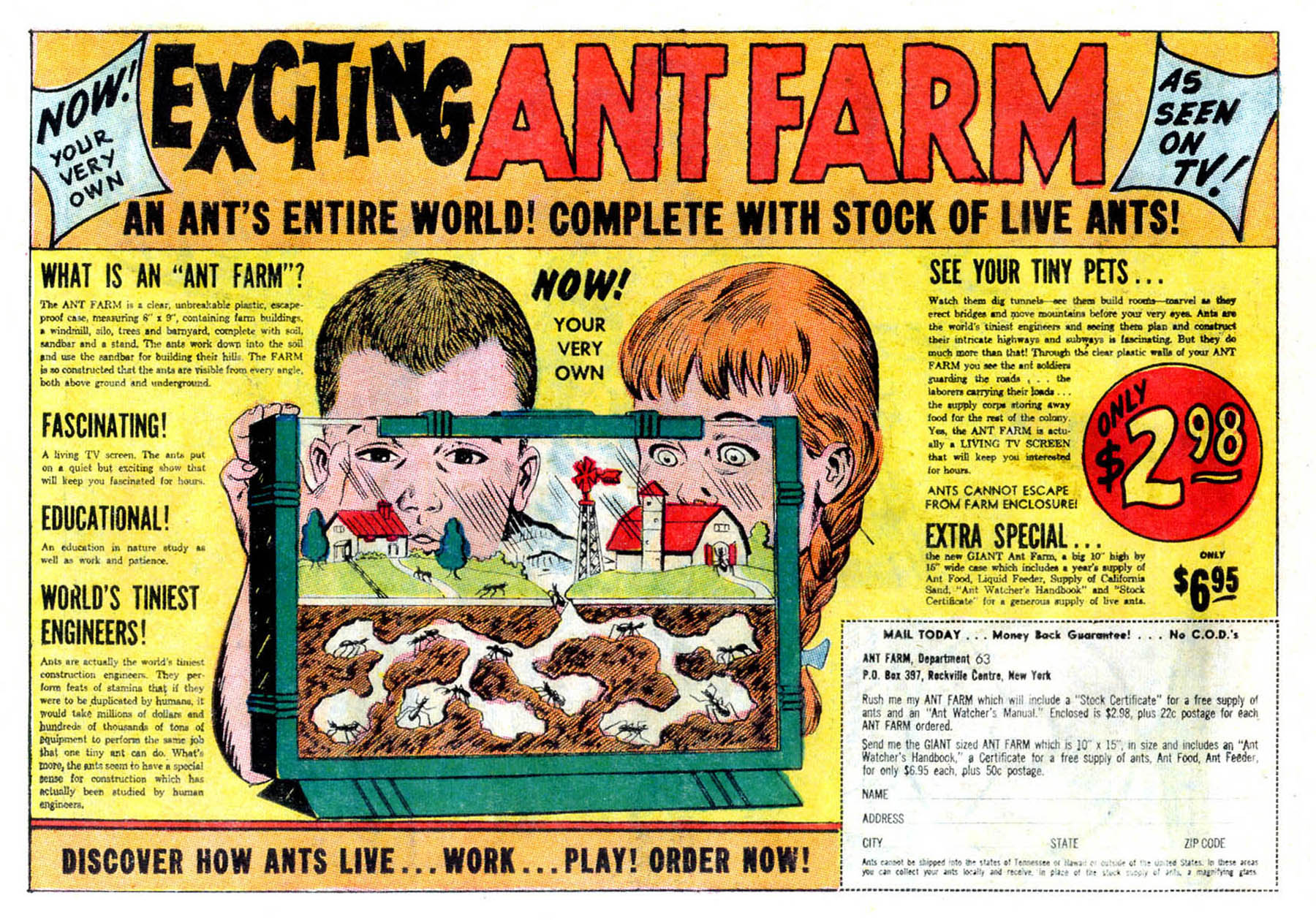 Exciting Ant Farm